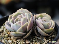 블루서프라이즈 군생 S0466 다육식물