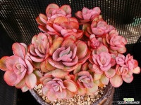 수연금 1021-6 다육철화