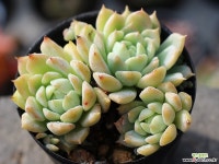 리틀장미 군생 S0529 다육식물