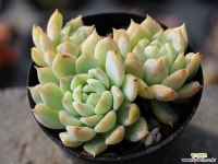 리틀장미 군생 S0529 다육식물