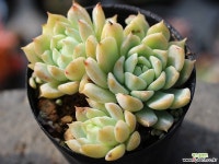 리틀장미 군생 S0529 다육식물