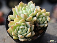 리틀장미 군생 S0529 다육식물