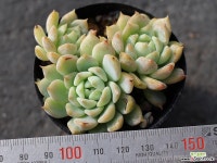 리틀장미 군생 S0529 다육식물