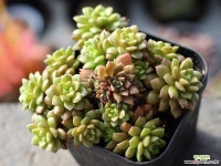 리틀쨈 군생 S0533 다육식물