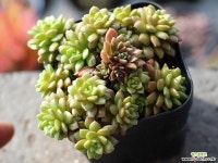 리틀쨈 군생 S0533 다육식물