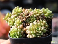 리틀쨈 군생 S0533 다육식물