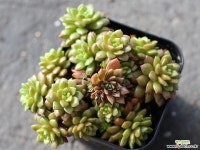 리틀쨈 군생 S0533 다육식물