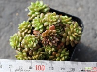 리틀쨈 군생 S0533 다육식물