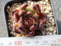 블랙퀸 S0494 다육식물