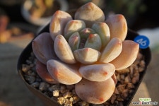 오렌지먼로 다육식물