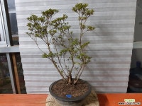 연산홍 ( 5751 ) 야생화