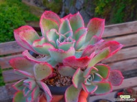 스네디 1021-1767 다육식물