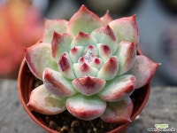 원종콜로라타 S0360 다육식물