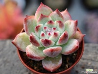 원종콜로라타 S0360 다육식물