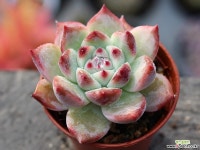 원종콜로라타 S0360 다육식물