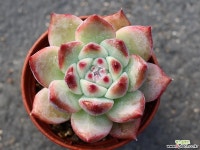 원종콜로라타 S0360 다육식물