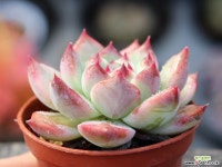 원종콜로라타 S0360 다육식물