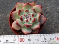 원종콜로라타 S0360 다육식물