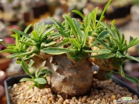 아미산 다육식물