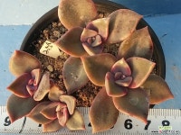 255 연봉 다육식물