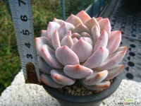 성영1022-1 다육식물