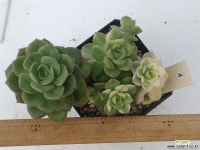 니크셔나금 다육금