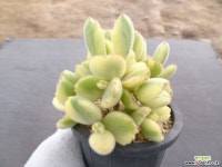 웅동자금 2-218 다육식물