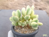 웅동자금 2-218 다육식물