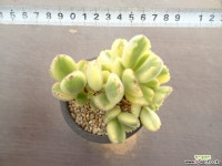 웅동자금 2-218 다육식물