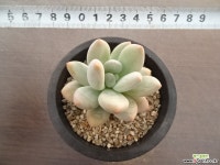 후레뉴 2-332 다육식물