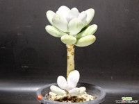 달마미인64 다육식물