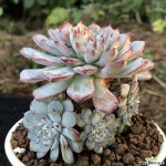 블루미니마굵은목대자연군생1 다육식물