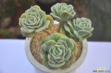 러블리로즈합식(T084) 다육식물