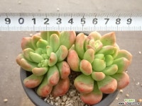 페로독스 3-74 다육식물