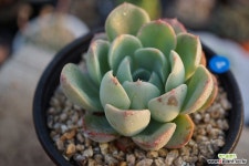 모나리자(물든모습참고) 다육식물