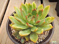 나나켄금 (8) 다육식물