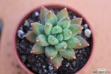 천송B958 다육식물