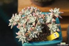 화이트그리니 목대자연군생 17두 771025 두들레야
