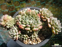 멕시코미니마1025-2 다육식물