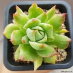 나나캔변이금 다육금