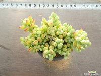 펜덴스 4-215 다육식물