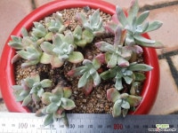 노마19두 두들레야