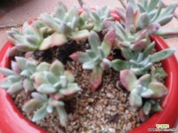 노마19두 두들레야