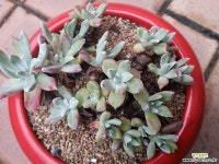 노마19두 두들레야