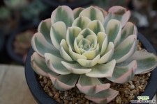 르노어딘 다육금