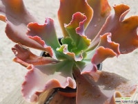 플로렌스 7.61 1022 다육식물