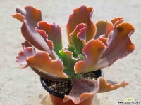 플로렌스 7.61 1022 다육식물