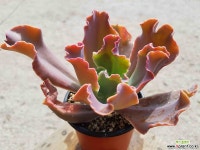 플로렌스 7.61 1022 다육식물