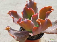 플로렌스 7.61 1022 다육식물