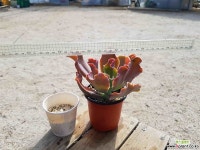 플로렌스 7.61 1022 다육식물